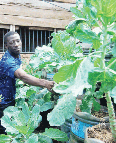 bukedde.co.ug Engeri gy'ofunamu ssente mu kulimira awafunda