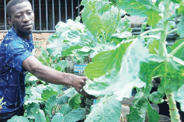 bukedde.co.ug Engeri gy'ofunamu ssente mu kulimira awafunda